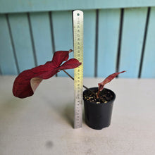 Load image into Gallery viewer, #RB10 Caladium