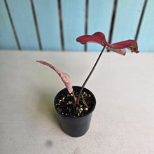 Load image into Gallery viewer, #RB10 Caladium