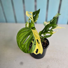 Load image into Gallery viewer, #RD39 Variegated Monstera Adansonii
