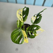Load image into Gallery viewer, #RD39 Variegated Monstera Adansonii