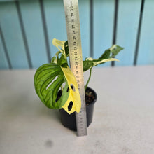 Load image into Gallery viewer, #RD39 Variegated Monstera Adansonii