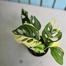 Load image into Gallery viewer, #RD39 Variegated Monstera Adansonii