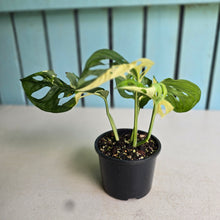 Load image into Gallery viewer, #RD39 Variegated Monstera Adansonii
