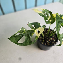 Load image into Gallery viewer, #RD39 Variegated Monstera Adansonii