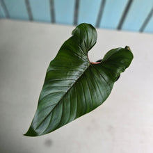 Load image into Gallery viewer, #RB20 Philodendron Squamicaule