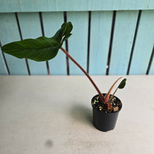 Load image into Gallery viewer, #RB20 Philodendron Squamicaule