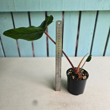 Load image into Gallery viewer, #RB20 Philodendron Squamicaule