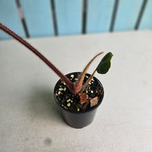 Load image into Gallery viewer, #RB20 Philodendron Squamicaule