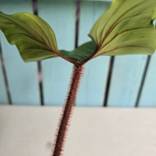 Load image into Gallery viewer, #RB20 Philodendron Squamicaule