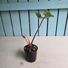 Load image into Gallery viewer, #RB20 Philodendron Squamicaule