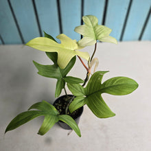 Load image into Gallery viewer, #RD20 Philodendron Florida Ghost