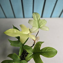 Load image into Gallery viewer, #RD20 Philodendron Florida Ghost