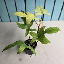 Load image into Gallery viewer, #RD20 Philodendron Florida Ghost