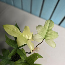 Load image into Gallery viewer, #RD20 Philodendron Florida Ghost