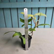 Load image into Gallery viewer, #RD20 Philodendron Florida Ghost