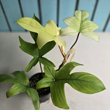 Load image into Gallery viewer, #RD20 Philodendron Florida Ghost