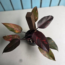 Load image into Gallery viewer, #RS1 Philodendron Orange Princess