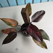 Load image into Gallery viewer, #RS1 Philodendron Orange Princess