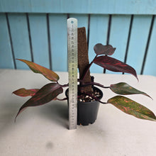 Load image into Gallery viewer, #RS1 Philodendron Orange Princess