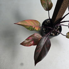 Load image into Gallery viewer, #RS1 Philodendron Orange Princess