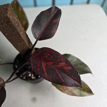Load image into Gallery viewer, #RS1 Philodendron Orange Princess