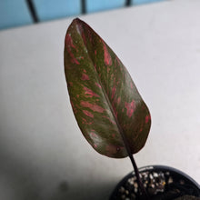 Load image into Gallery viewer, #RS1 Philodendron Orange Princess