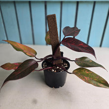 Load image into Gallery viewer, #RS1 Philodendron Orange Princess