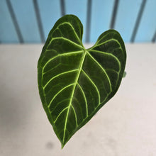 Load image into Gallery viewer, #RB18 Anthurium Regale
