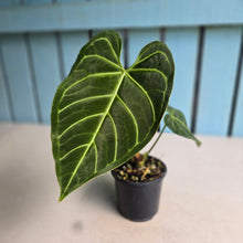 Load image into Gallery viewer, #RB18 Anthurium Regale