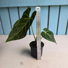 Load image into Gallery viewer, #RB18 Anthurium Regale