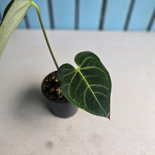 Load image into Gallery viewer, #RB18 Anthurium Regale