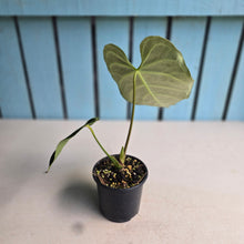 Load image into Gallery viewer, #RB18 Anthurium Regale