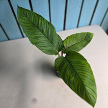 Load image into Gallery viewer, #R66 Philodendron Rugapetiolatum