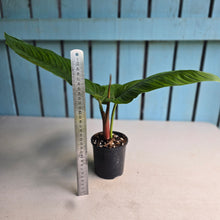 Load image into Gallery viewer, #R66 Philodendron Rugapetiolatum