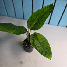 Load image into Gallery viewer, #R66 Philodendron Rugapetiolatum