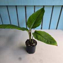 Load image into Gallery viewer, #R66 Philodendron Rugapetiolatum