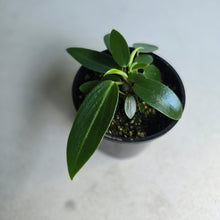 Load image into Gallery viewer, #RB22 Peperomia Elongata