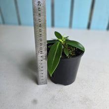 Load image into Gallery viewer, #RB22 Peperomia Elongata