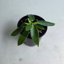 Load image into Gallery viewer, #RB22 Peperomia Elongata
