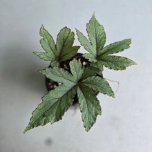 Load image into Gallery viewer, #R221 Begonia Pollux