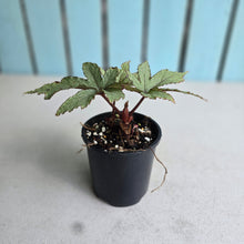 Load image into Gallery viewer, #R221 Begonia Pollux