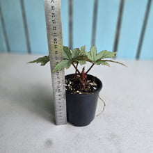 Load image into Gallery viewer, #R221 Begonia Pollux