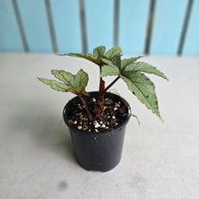 Load image into Gallery viewer, #R221 Begonia Pollux