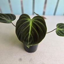 Load image into Gallery viewer, #R45 Philodendron El Choco