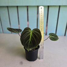 Load image into Gallery viewer, #R45 Philodendron El Choco