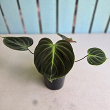 Load image into Gallery viewer, #R45 Philodendron El Choco