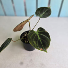 Load image into Gallery viewer, #R45 Philodendron El Choco