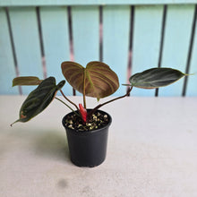 Load image into Gallery viewer, #R45 Philodendron El Choco