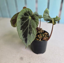Load image into Gallery viewer, #RB24 Begonia Burkillii Silver