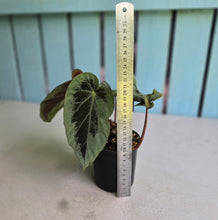 Load image into Gallery viewer, #RB24 Begonia Burkillii Silver